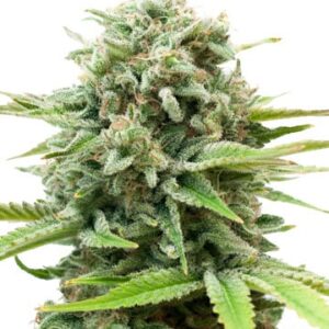 Ak47 Autoflowering Cannabis Seeds Australia